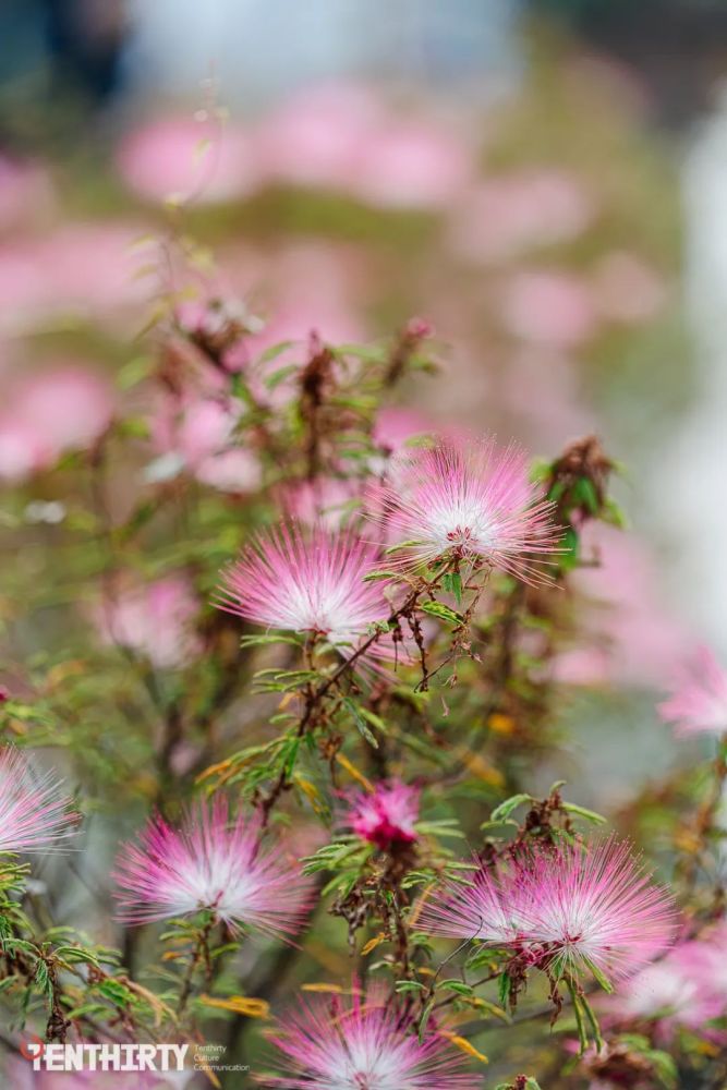 武汉秋日花海大片限时上映