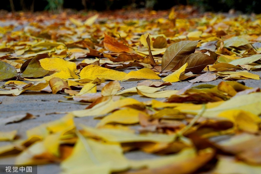 秋意渐浓 郑州街头巷角林木金黄一片