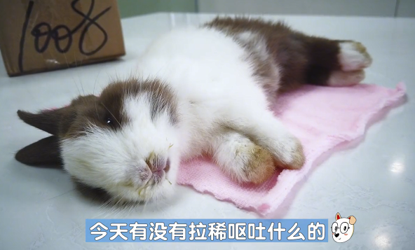 兔子养了2天奄奄一息主人急忙送去医院看完拍的片子定在原地