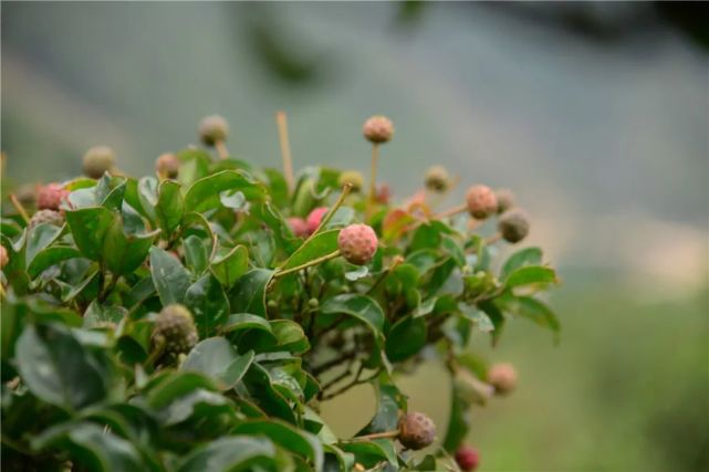 山荔枝:形似荔枝,味似林檎