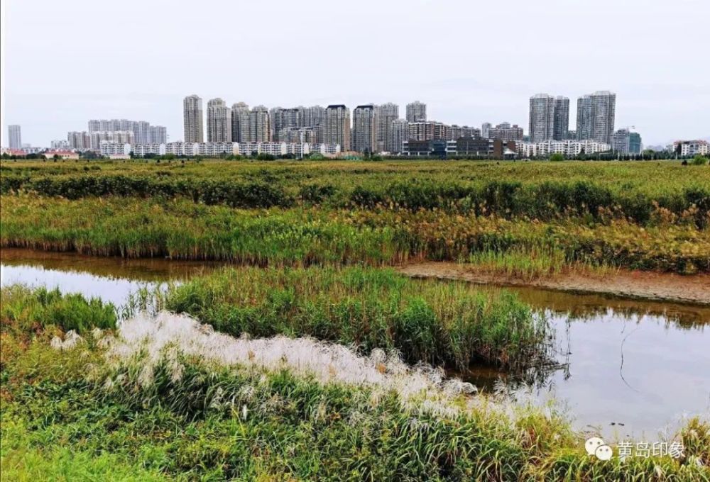 风河入海口将新建910亩湿地公园!