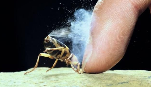 放屁虫能释放100的有毒液体它的屁股难道不会被烧坏吗