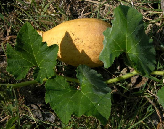 荒野维生野菜系列——笋瓜