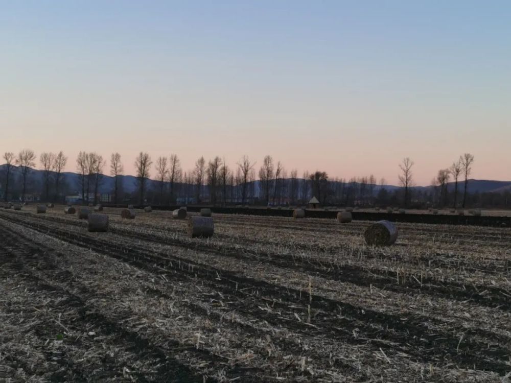 小城子镇:夜巡禁烧 秸秆还田"两不误"