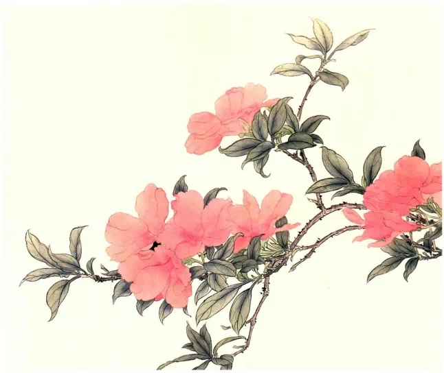 书画联盟丨工笔画《朱顶红《美人蕉《杜鹃花》画法步骤