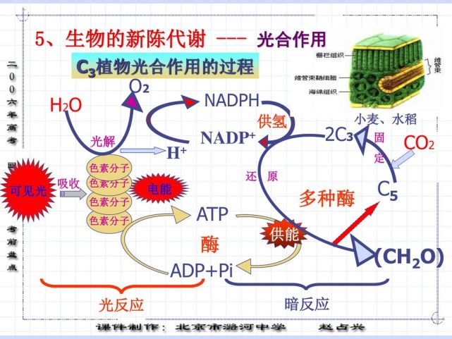 在通過光合作用形成的碳水化合物的糖類,再經三羧酸循環途徑多個複雜