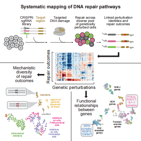cell高通量篩選建立dna雙鏈斷裂修復基因圖譜