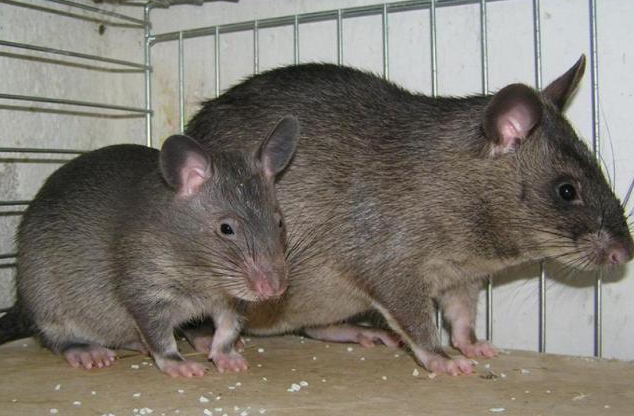 切尔诺贝利核泄漏后,被称"鬼城",老鼠真有传闻中那么大吗?