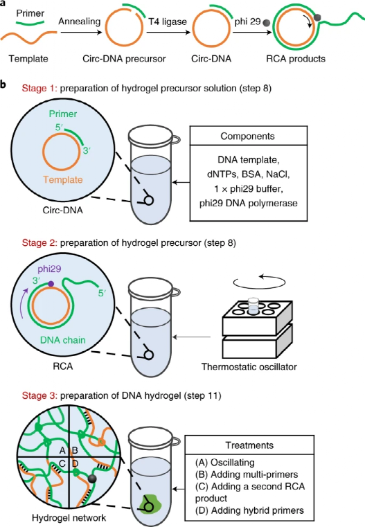natureprotocols天津大学仰大勇滚环扩增的dna水凝胶