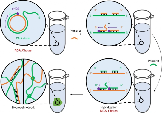 《nature protocols》天津大学仰大勇:滚环扩增的dna 水凝胶