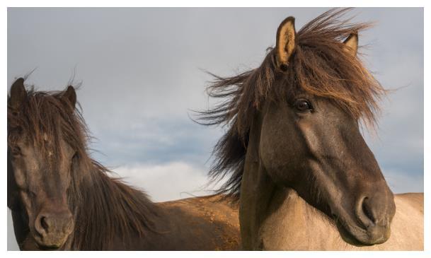 生肖马迎来好日子,顺利成为人生赢家,存款翻倍好运挡不住!