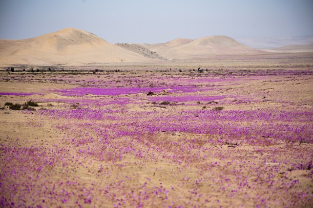 (国际)智利北部:"开花的沙漠"|阿塔卡马沙漠|智利_旅游