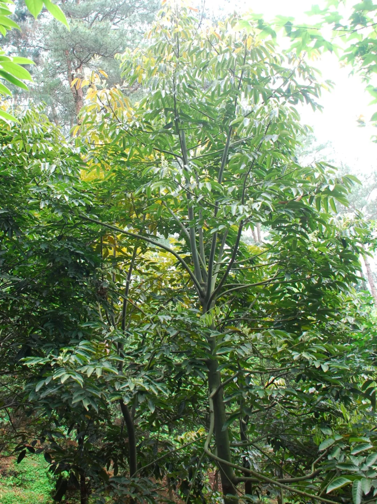 宁波植物材貌双全的花榈木