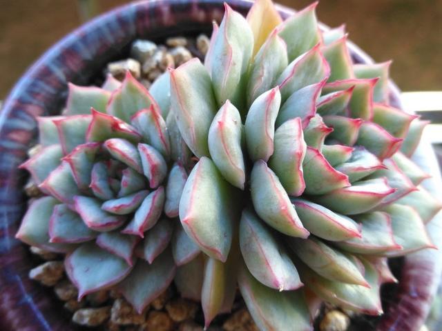 多肉织锦既有红边又有锦价格便宜还容易出状态真的全是优点