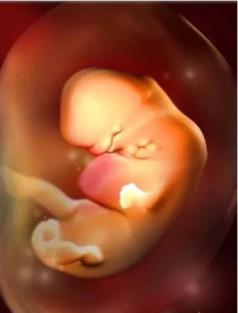 怀孕10个月宝宝在妈妈肚子里原来是这样长大的