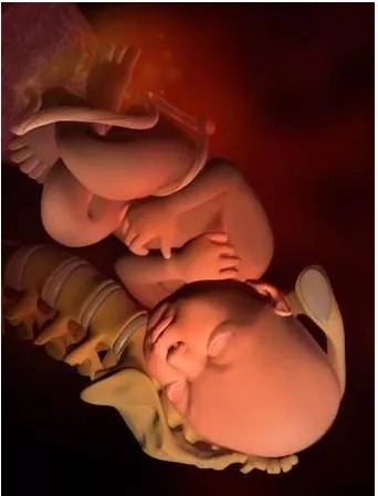 怀孕10个月宝宝在妈妈肚子里原来是这样长大的