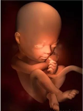 怀孕10个月宝宝在妈妈肚子里原来是这样长大的