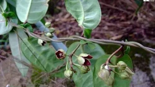 云味十二道——牛奶藤柴火鸡,是无法忘记的味道呀!