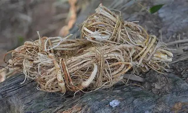 云味十二道——牛奶藤柴火鸡,是无法忘记的味道呀!