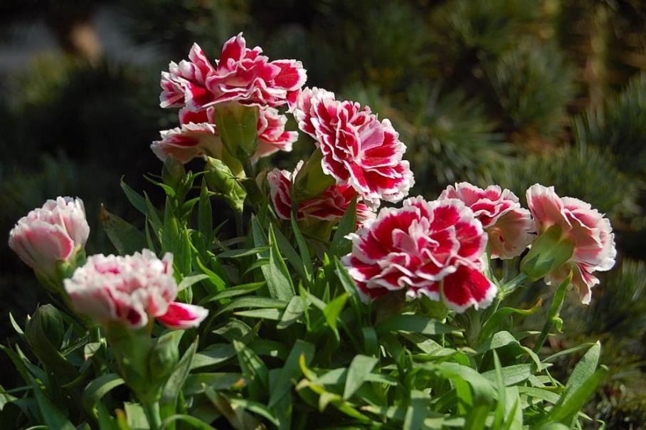 盘点6款"香水花",皮实好养开花美,养几盆连香氛都省了