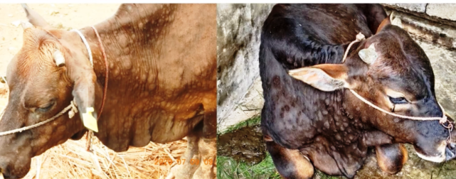 动植物检疫关于防止蒙古牛结节性皮肤病传入我国的公告解读