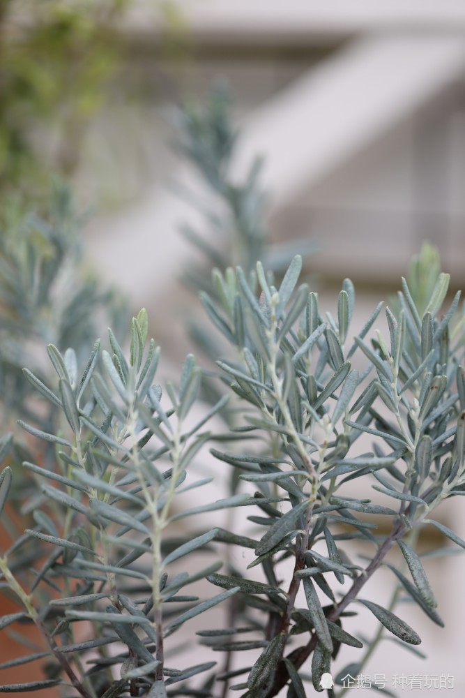 观叶好盆景 蒂芙尼蓝的小众绿植 青姬木 开出的花