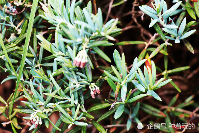 观叶好盆景 蒂芙尼蓝的小众绿植 青姬木 开出的花