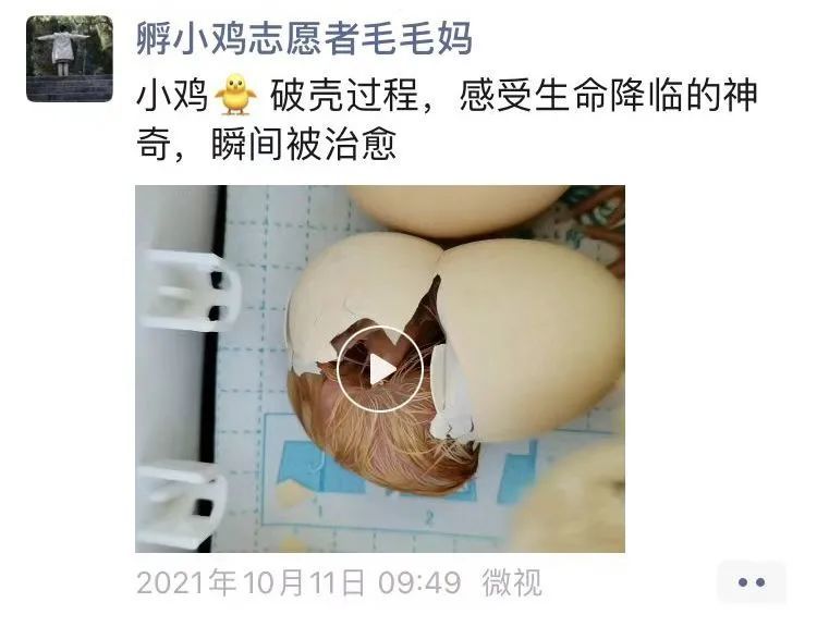 本想体验一下鸡蛋孵小鸡的快乐一不小心给困难老人帮上了忙