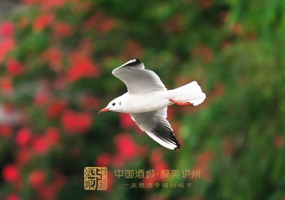 飞翔,觅食舒展着双翅这群来自远方的"客人"河面上飞来了一群红嘴鸥10