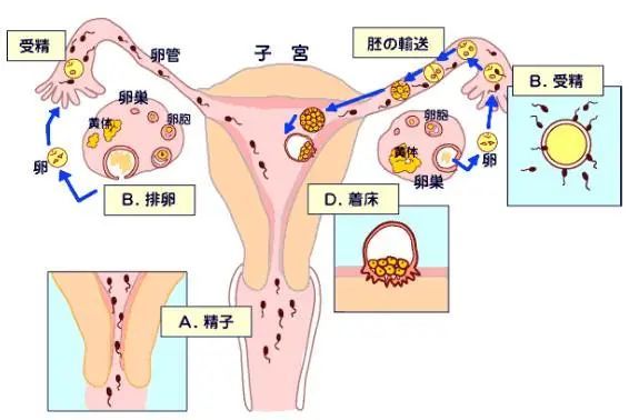 上海第十人民医院戴雪医生:最佳受孕时机仅仅是排卵的那一刻吗?