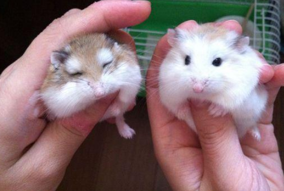 温柔可爱不咬人的仓鼠你知道怎么选吗
