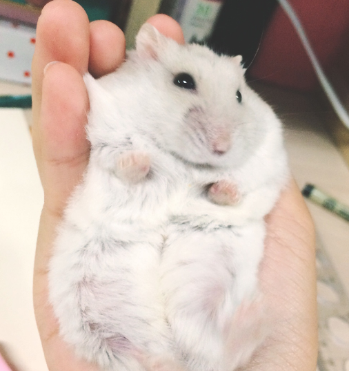 温柔可爱不咬人的仓鼠你知道怎么选吗