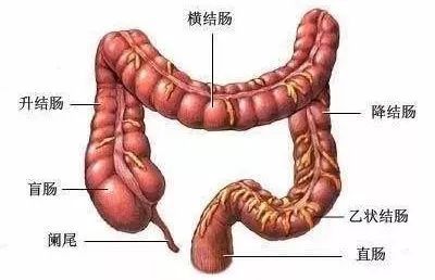 升結腸,橫結腸,降結腸和乙狀結腸是盲腸後的其他結腸部分.