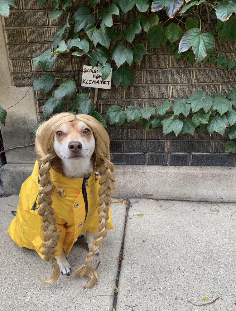 爱宠大机密万圣节宠物们的化妆舞会3