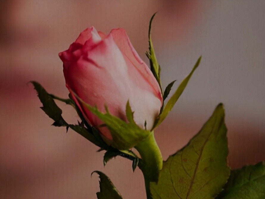 爱孤独,却不自闭的星座,能在外摆平四方,但更喜欢独自一人