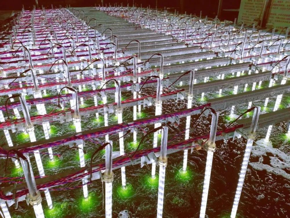 微藻行业小小微藻太神奇吃的是二氧化碳挤的是生物柴油