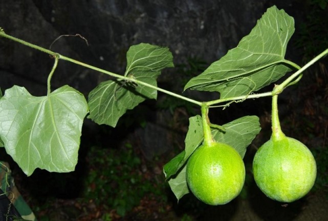 植物家族再添新成员 “神农架栝楼”确为植物新种_腾讯新闻