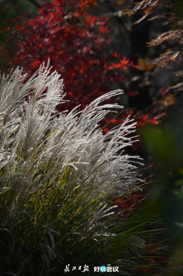 芦苇种植武汉图片