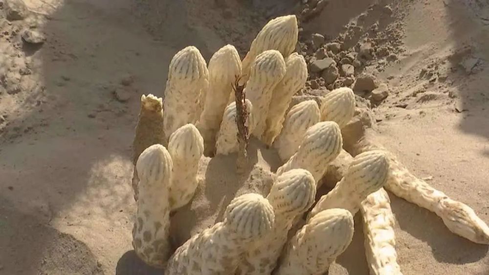 央视明日直播速来围观巴州且末县8万余亩沙漠人参喜获丰收