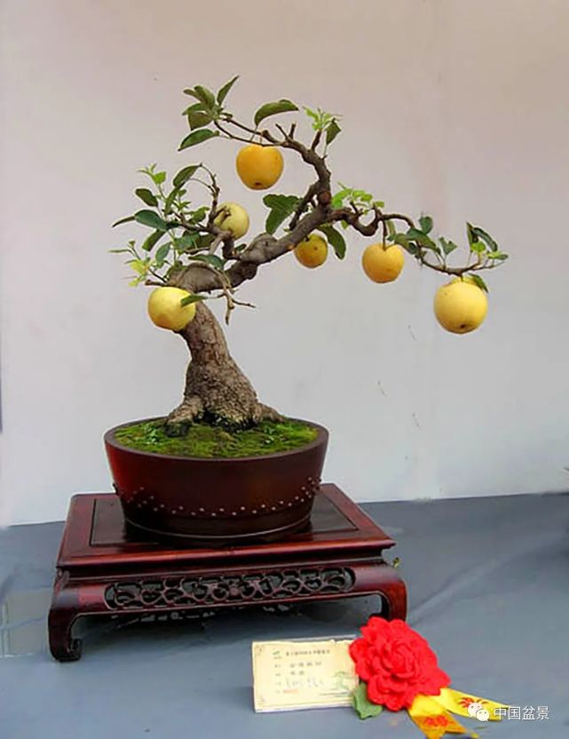 中国盆景欢迎您!随时欣赏的盆景展览馆弘扬盆景文化,交流盆景技艺!