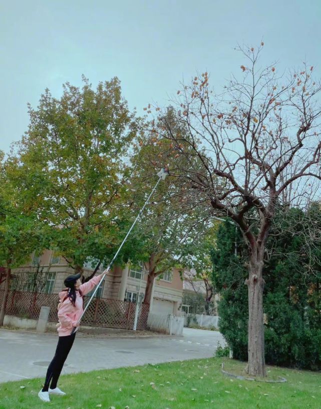阔太陈好在家摘柿子,院子大得像公园,小鸟腿细到被误认为是女儿