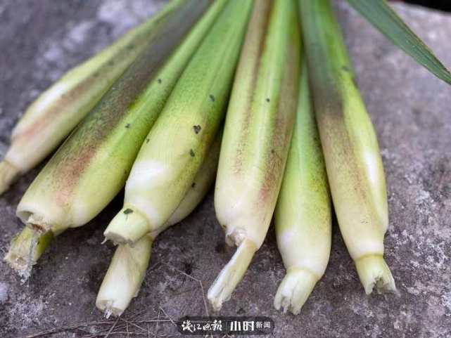 菰米似故乡(菰米似故乡诗句)