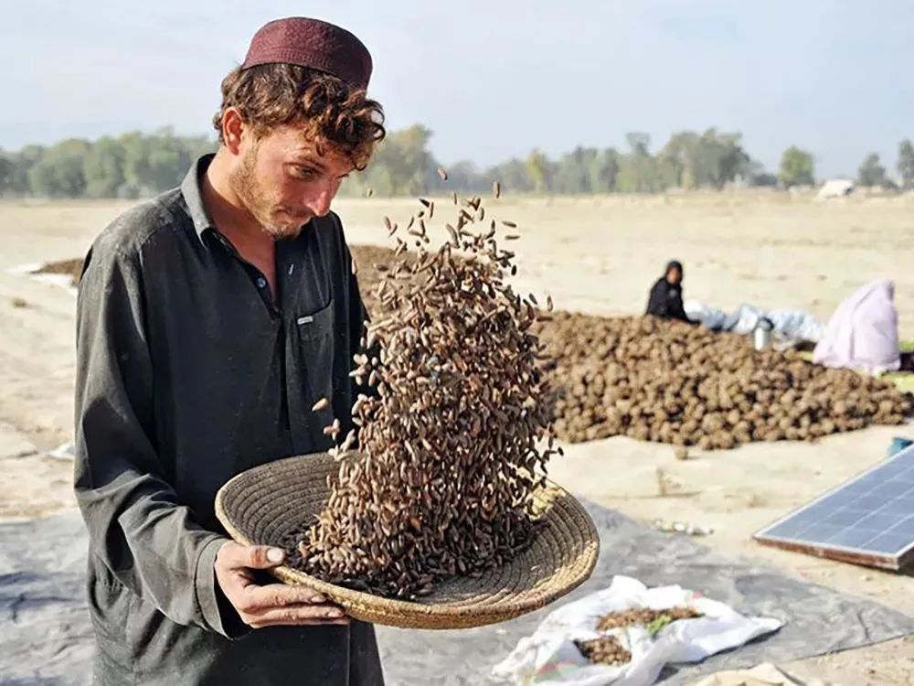 但巴西松子由于产地在国外,进口到国内需要经过中间的经销商,当中间商