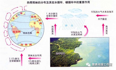 绿色植物对环境的效益有净化空气,调节气候,涵养水源,保持水土,防风