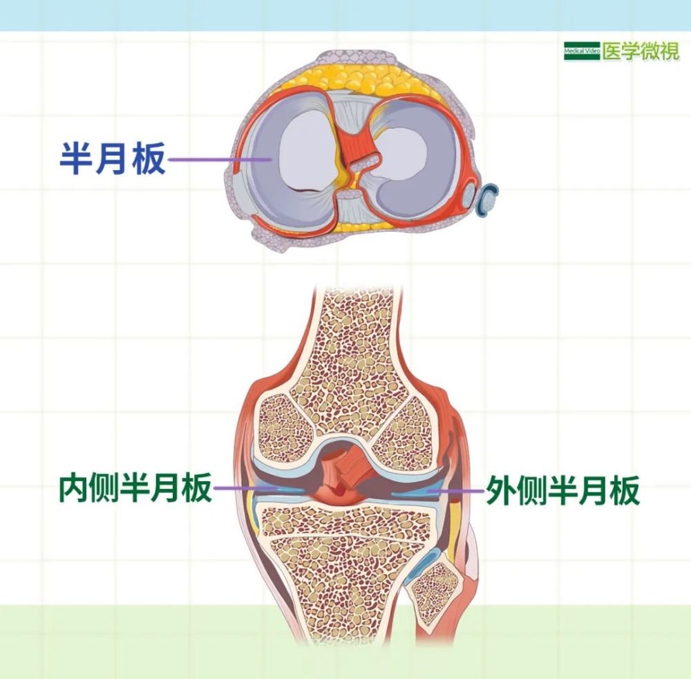 半月板解剖图高清图片