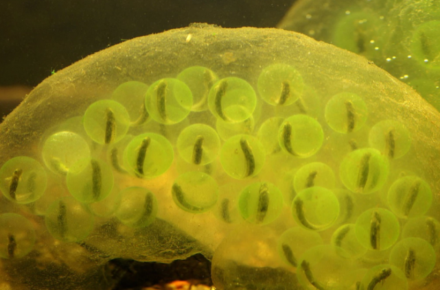 科学家希望更好了解蝾螈与海藻的共生关系或有助于开发新的药