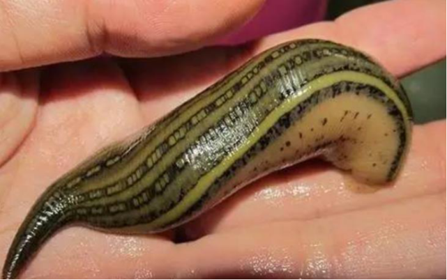 水蛭一药,最早见于《本经》称蛭蝚蜞,马蟥,马鳖,红蛭,蚂蟥蜞等.