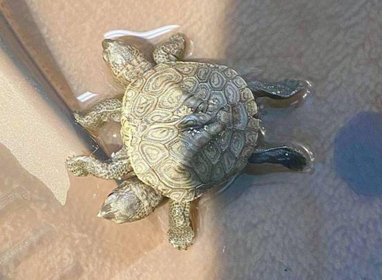 地球生命正在变异?安徽一只甲鱼长出2个脑袋,已在全球多地出现