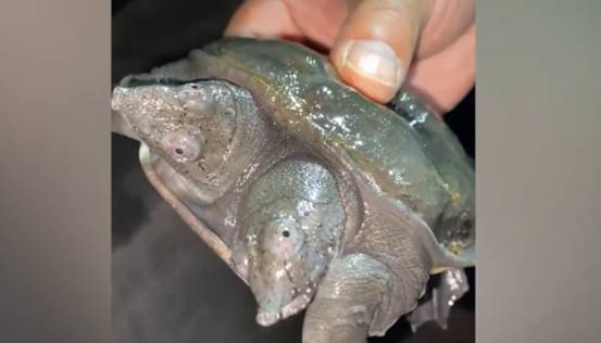 地球生命正在变异?安徽一只甲鱼长出2个脑袋,已在全球多地出现