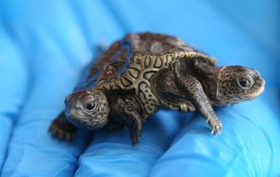 当地野生动物专家也对此进行了研究,结果通过医学扫描发现,这只是双头